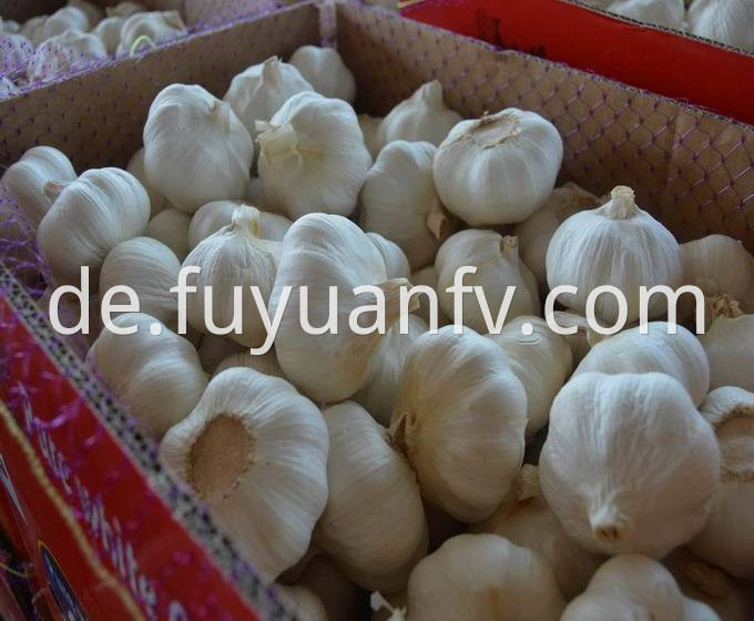 pure white garlic 